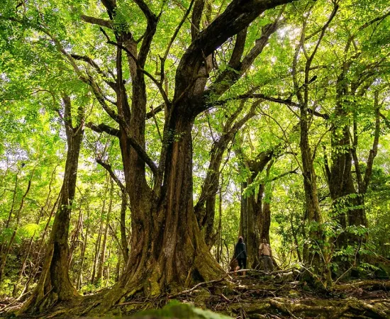 Bel Ombre Nature Reserve