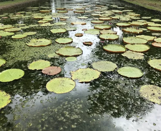 Sir Seewoosagur Ramgoolam Botanical Garden